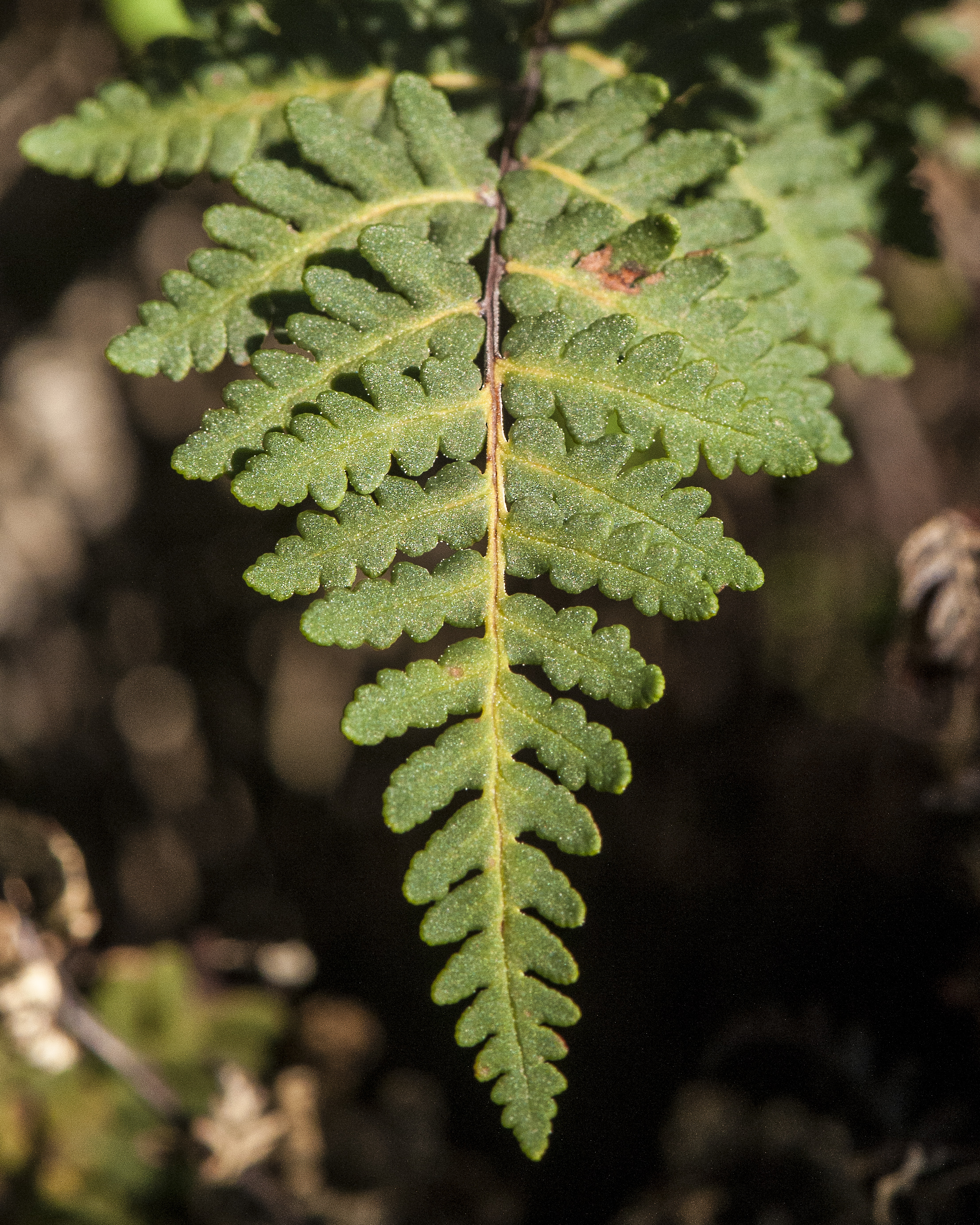 Wright's Lipfern  Pinna