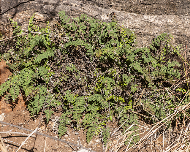 Wright's Lipfern Plant