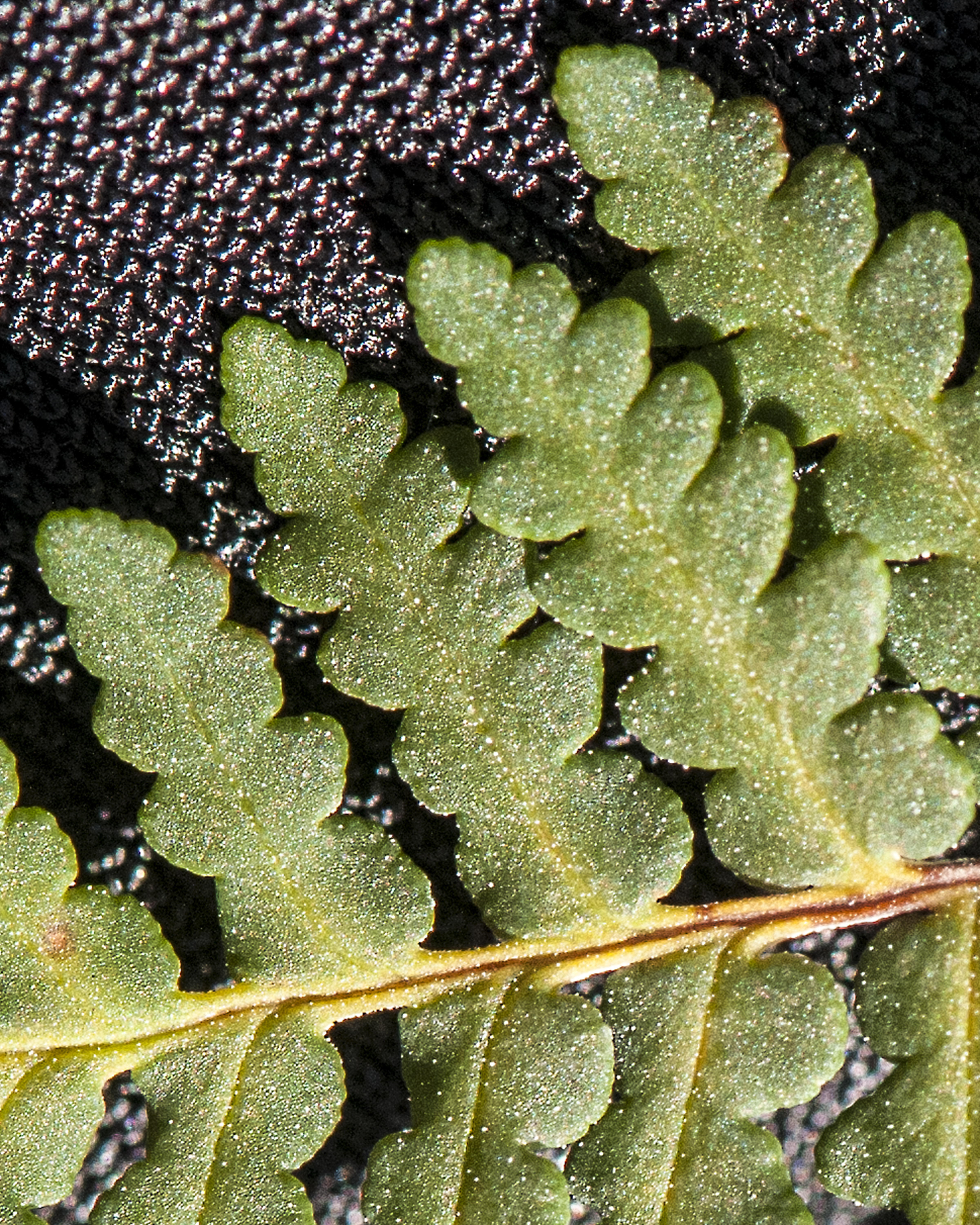 Wright's Lipfern Segment