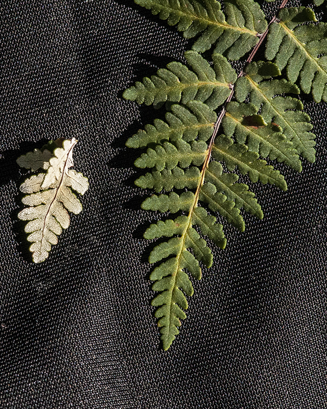 Wright's Lipfern Surfaces