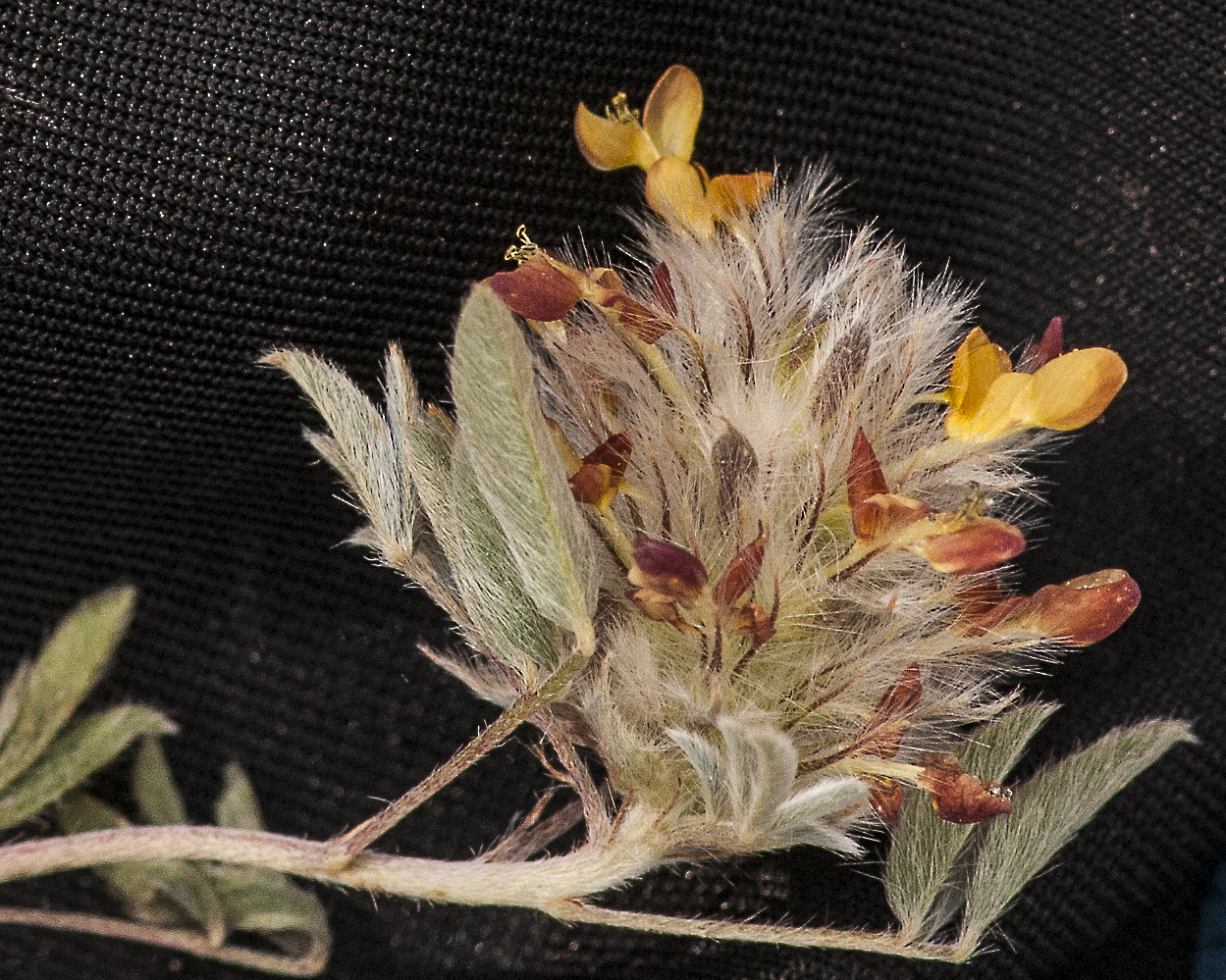 Wright's Prairie Clover Flower