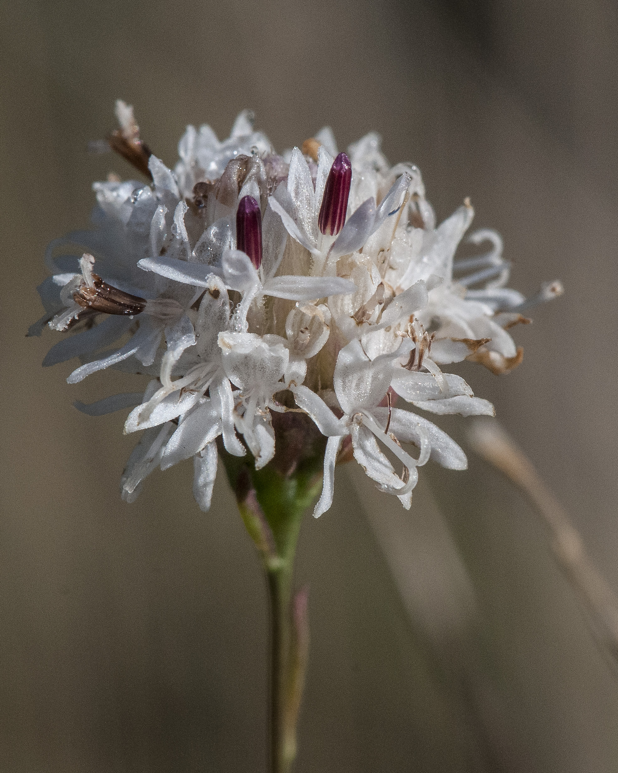 Wright's Thimblehead Flower