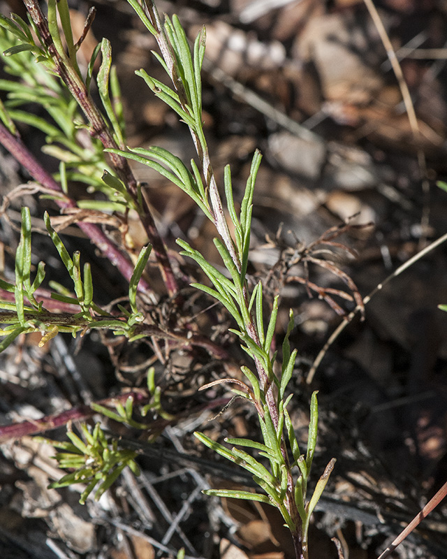 Wright's Thimblehead Leaves