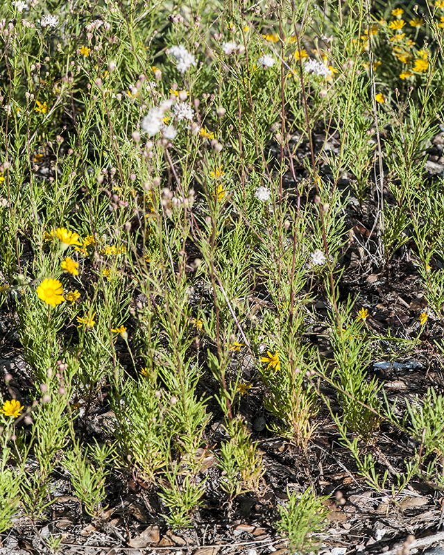 Wright's Thimblehead Plant