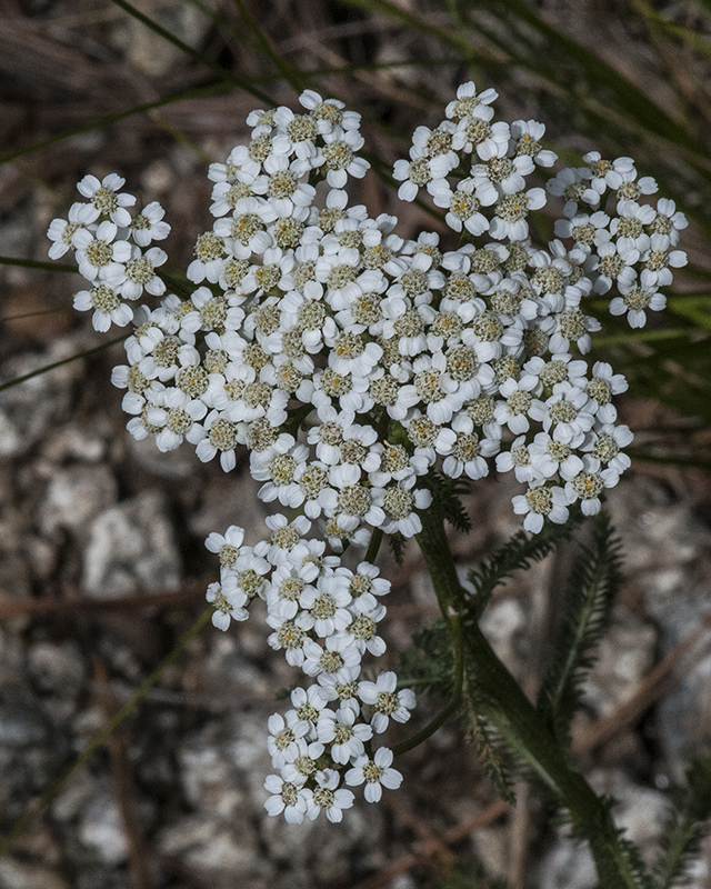 Yarrow Flower