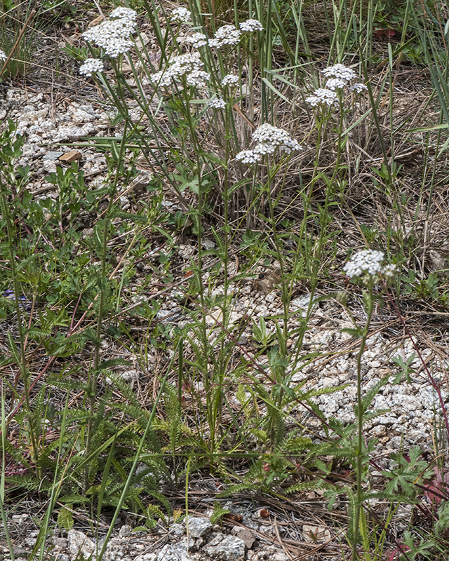 Yarrow Plant