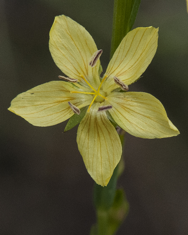 Yellow Flax Flower