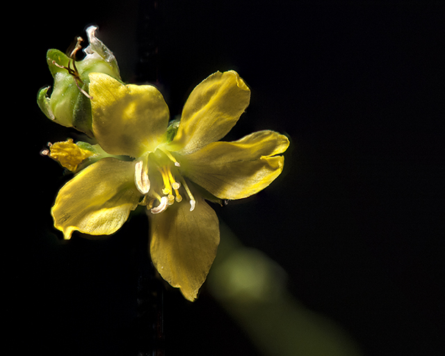 Rock Yellow Flax