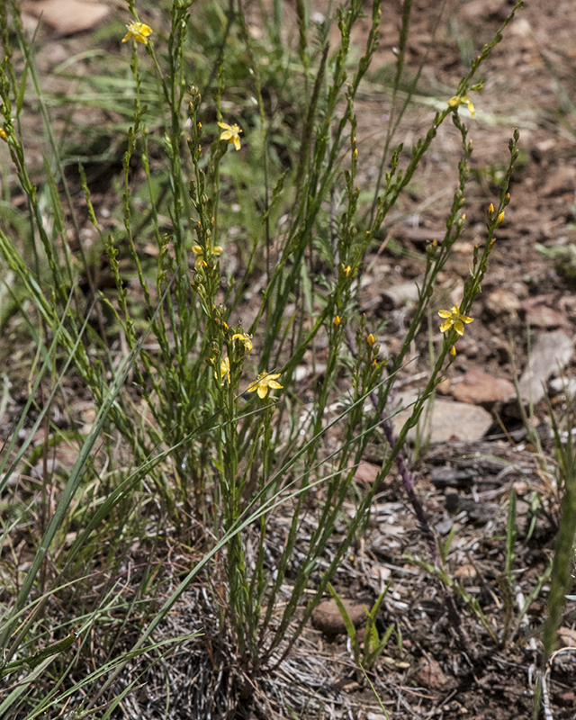 Yellow Flax Plant Oracle Ridge Trail