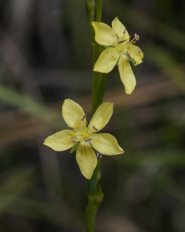 Yellow Flax Stem
