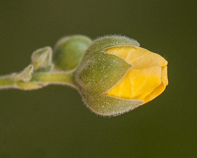 Yellowflower Indian Mallow Flower