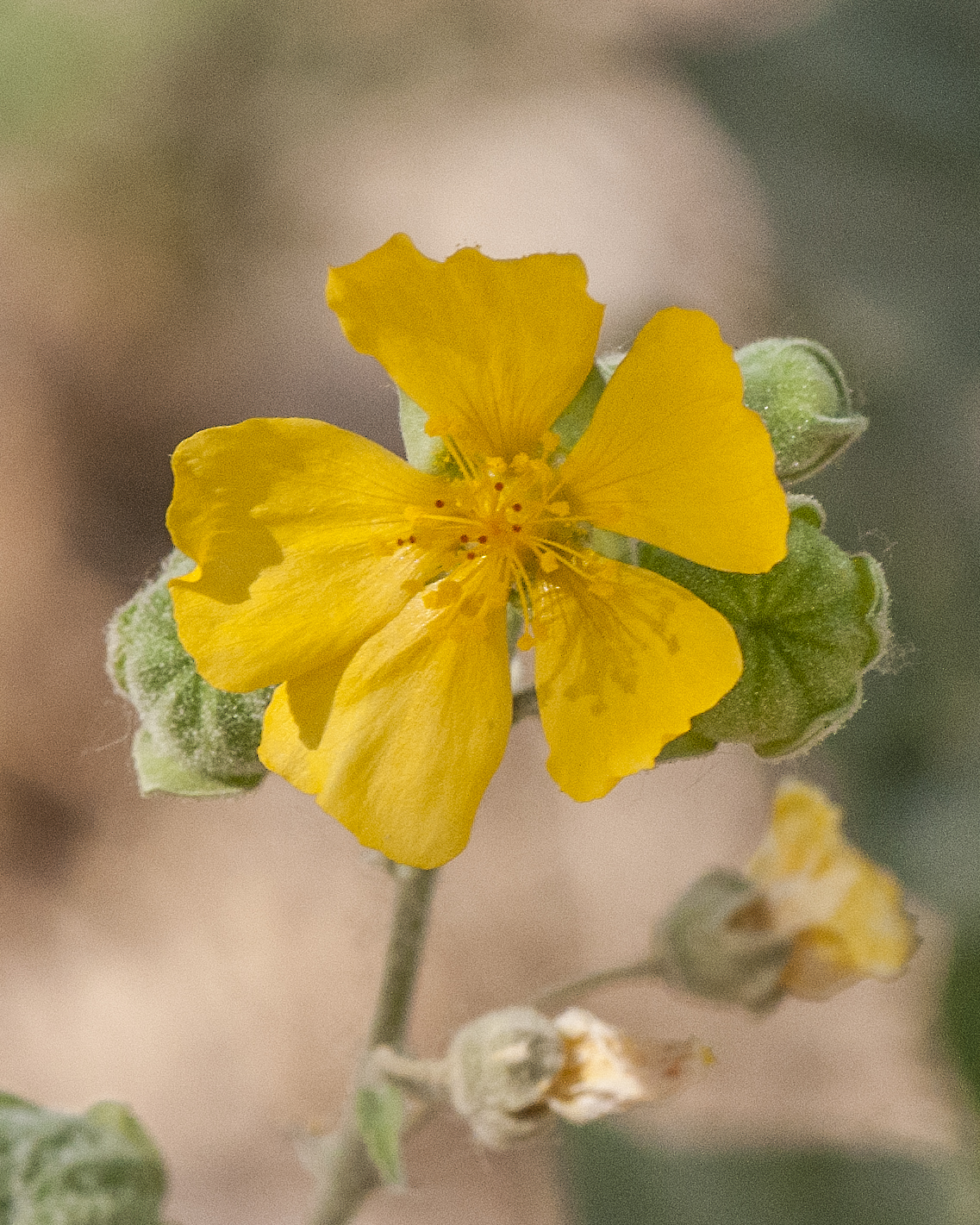 Yellowflower Indian Mallow Flower