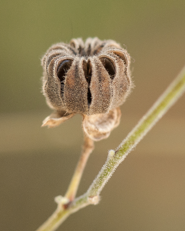 Yellowflower Indian Mallow Seeds