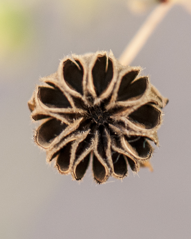 Yellowflower Indian Mallow Seeds