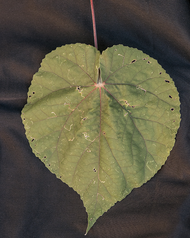 Yellowflower Indian Mallow Leaves