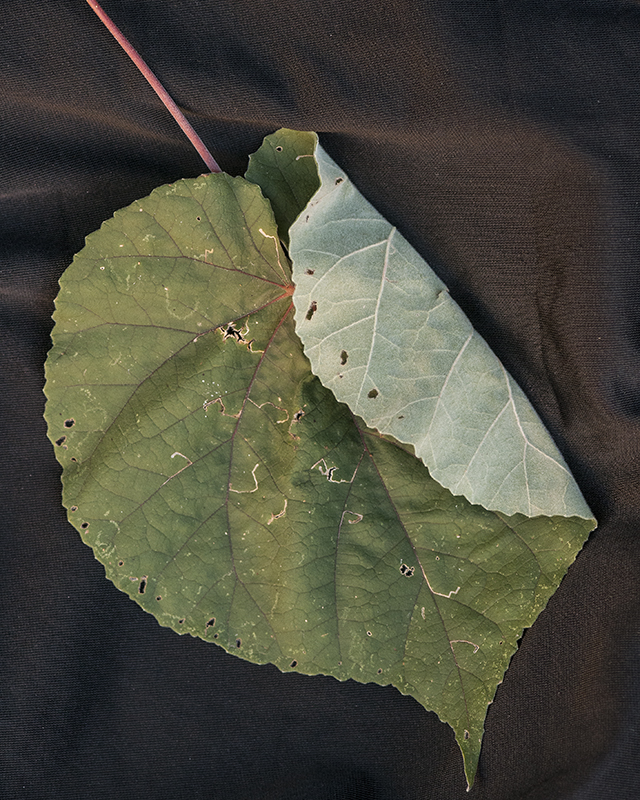 Yellowflower Indian Mallow Leaves