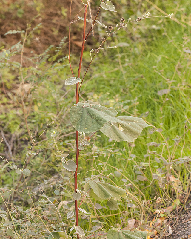 Yellowflower Indian Mallow Plant