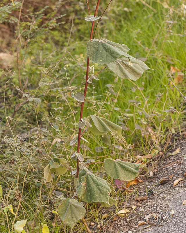 Yellowflower Indian Mallow Plant