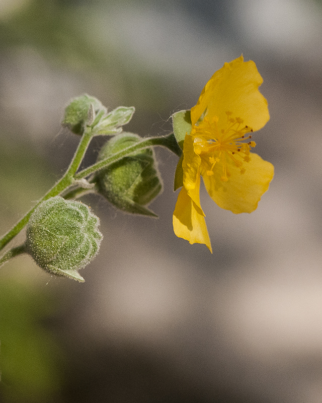 Yellowflower Indian Mallow Stem