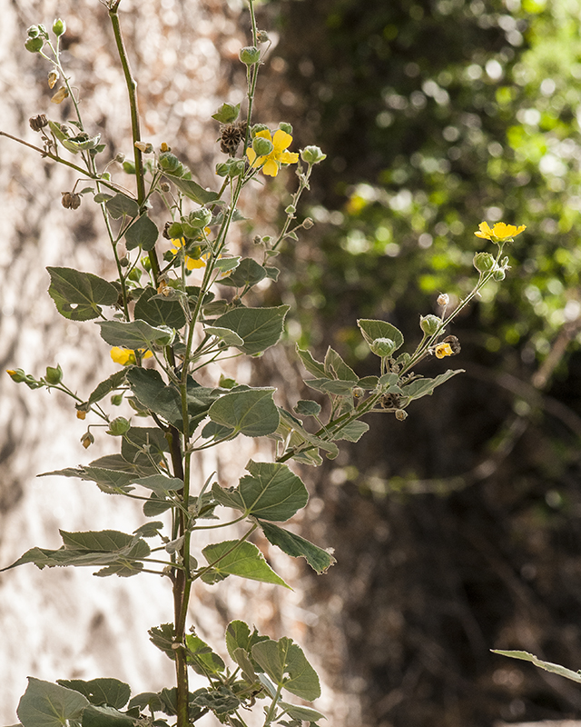 Yellowflower Indian Mallow Stem