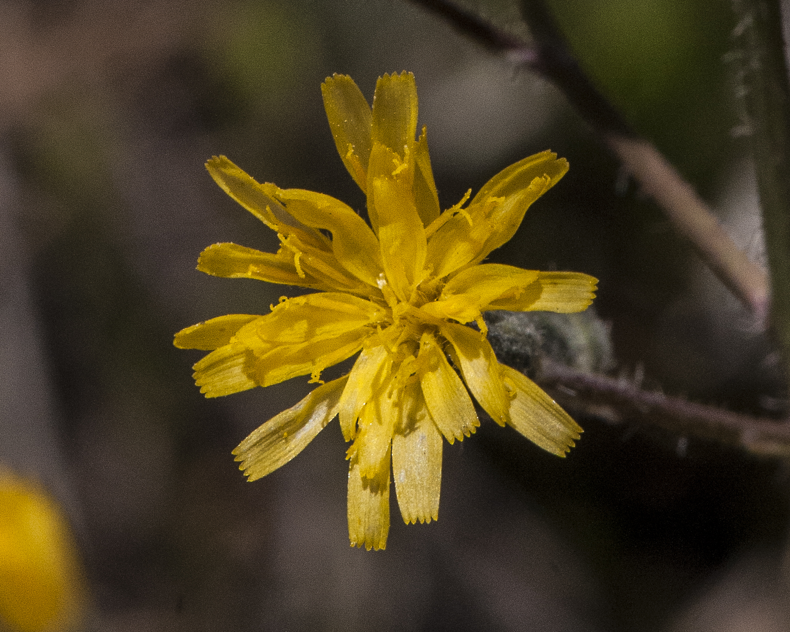 Yellow Hawkweed Flower