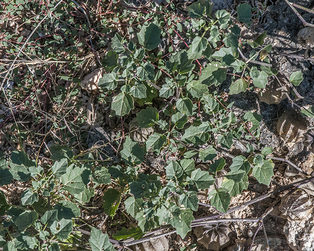 Yellow Nightshade Ground Cherry Plant