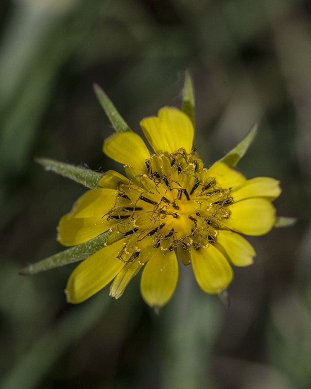 Yellow Salsify Flower