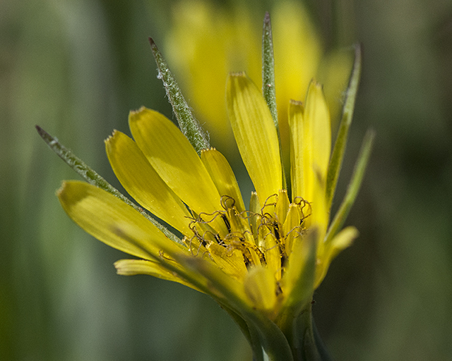 Yellow Salsify Flower