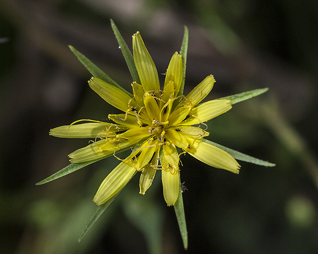 Yellow Salsify Flower