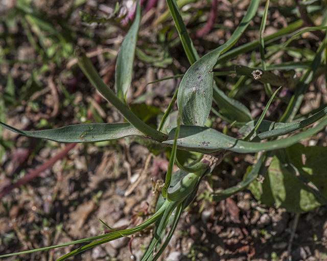 Yellow Salsify Leaves