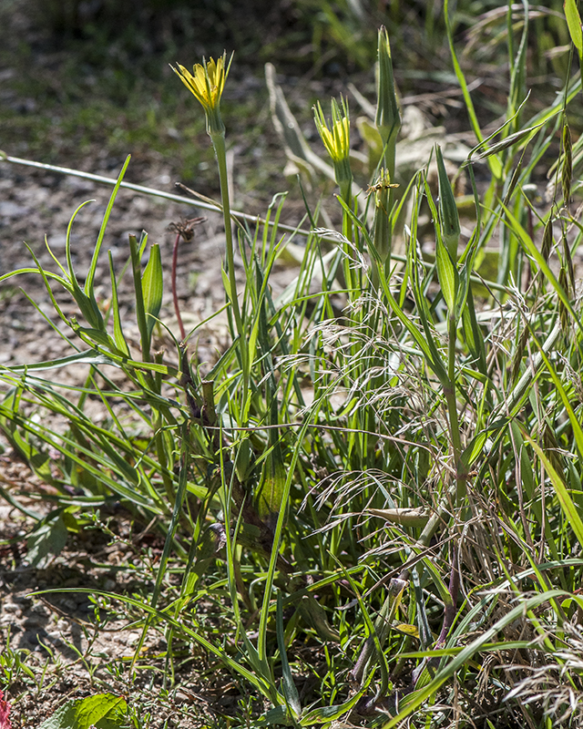 Yellow Salsify Plant