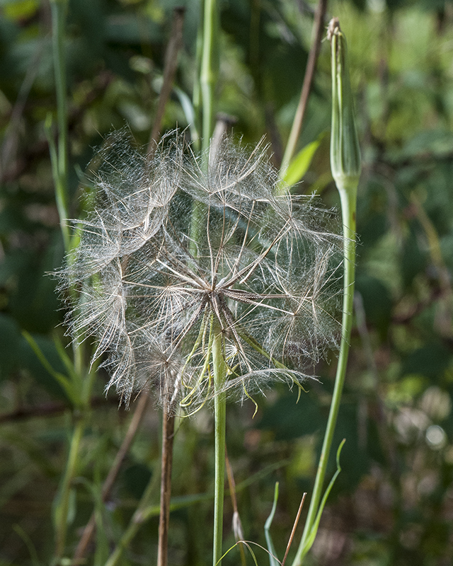 Yellow Salsify Seed