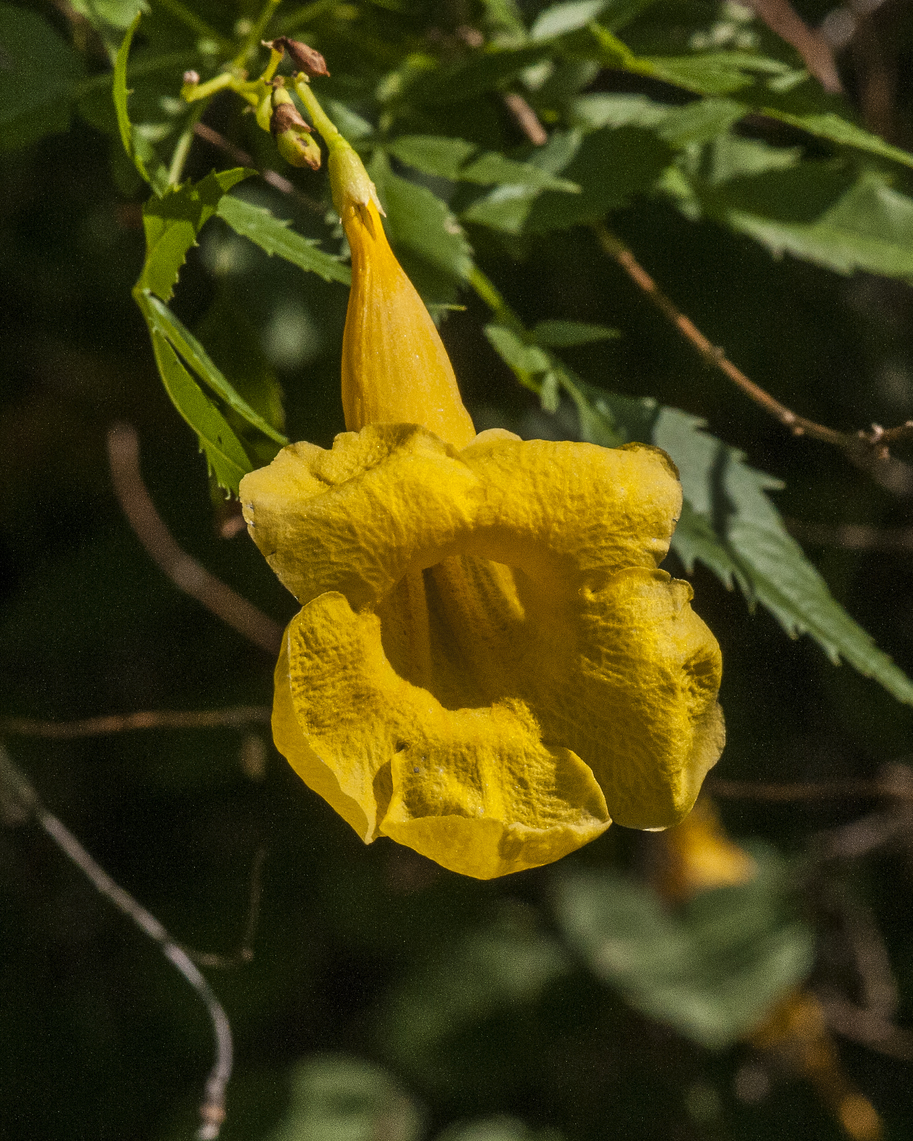 Yellow Trumpetbush Flower