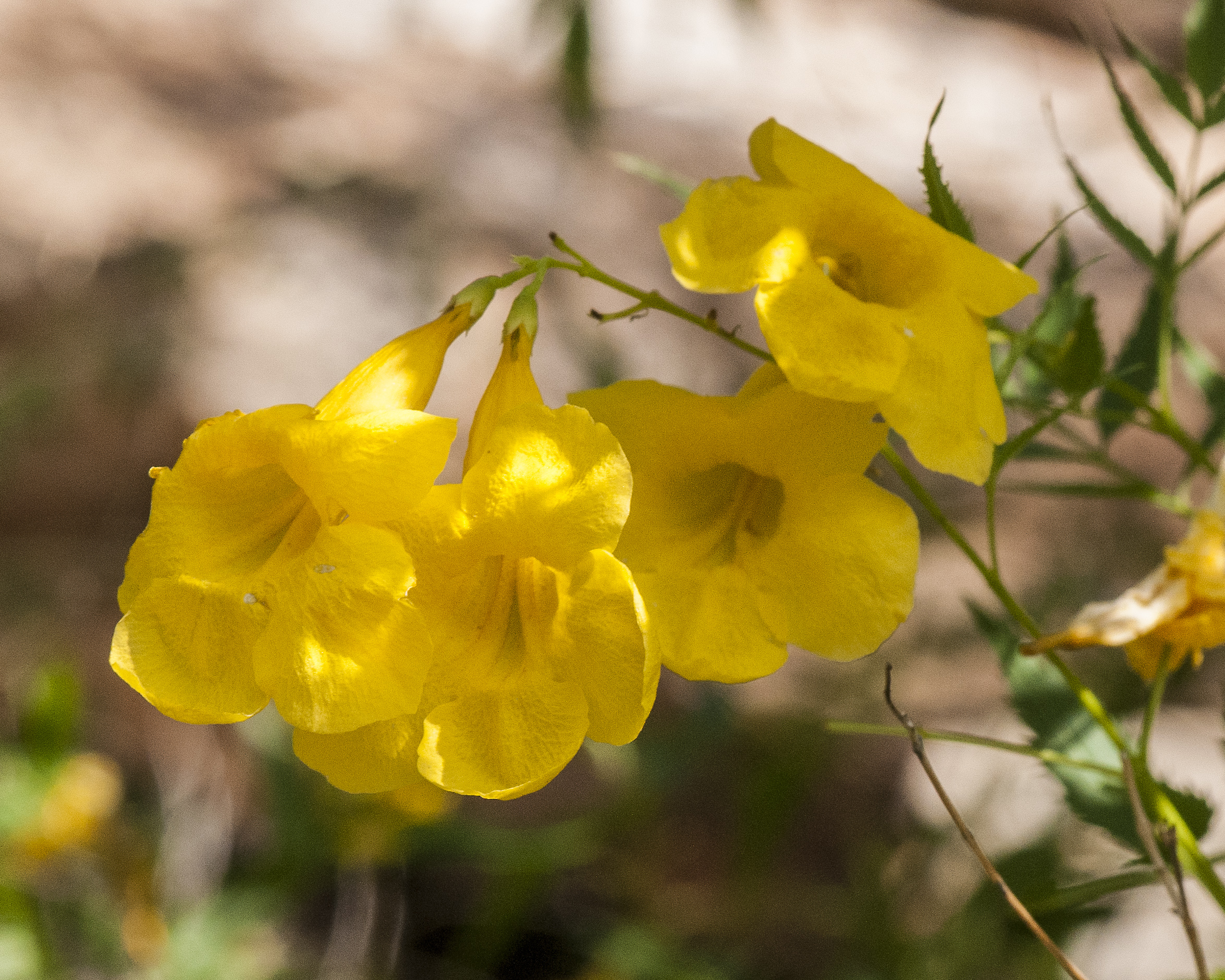 Yellow Trumpetbush Flower