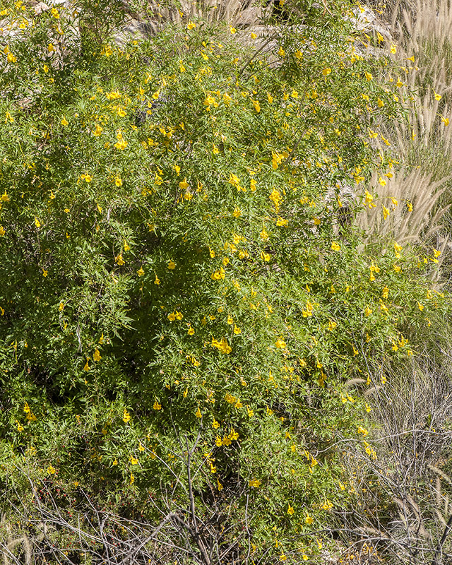 Yellow Trumpetbush Plant
