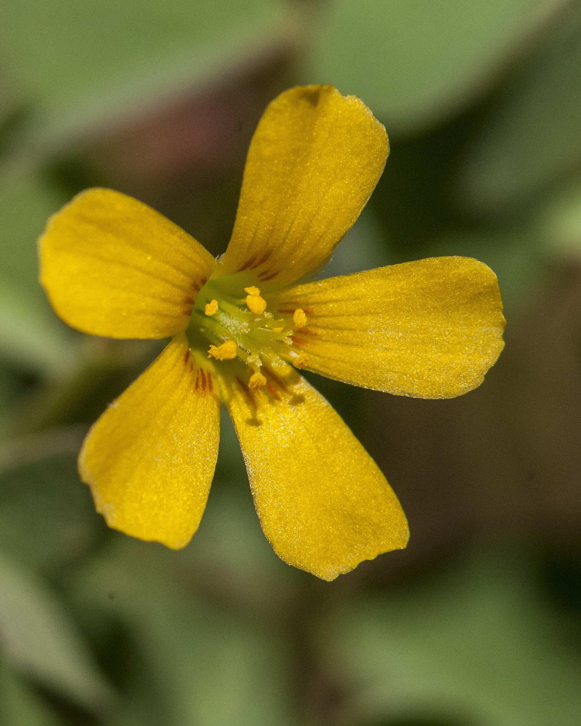 Yellow Wood Sorrel Flower
