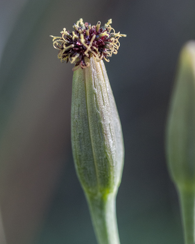 Yerba Porosa Flower