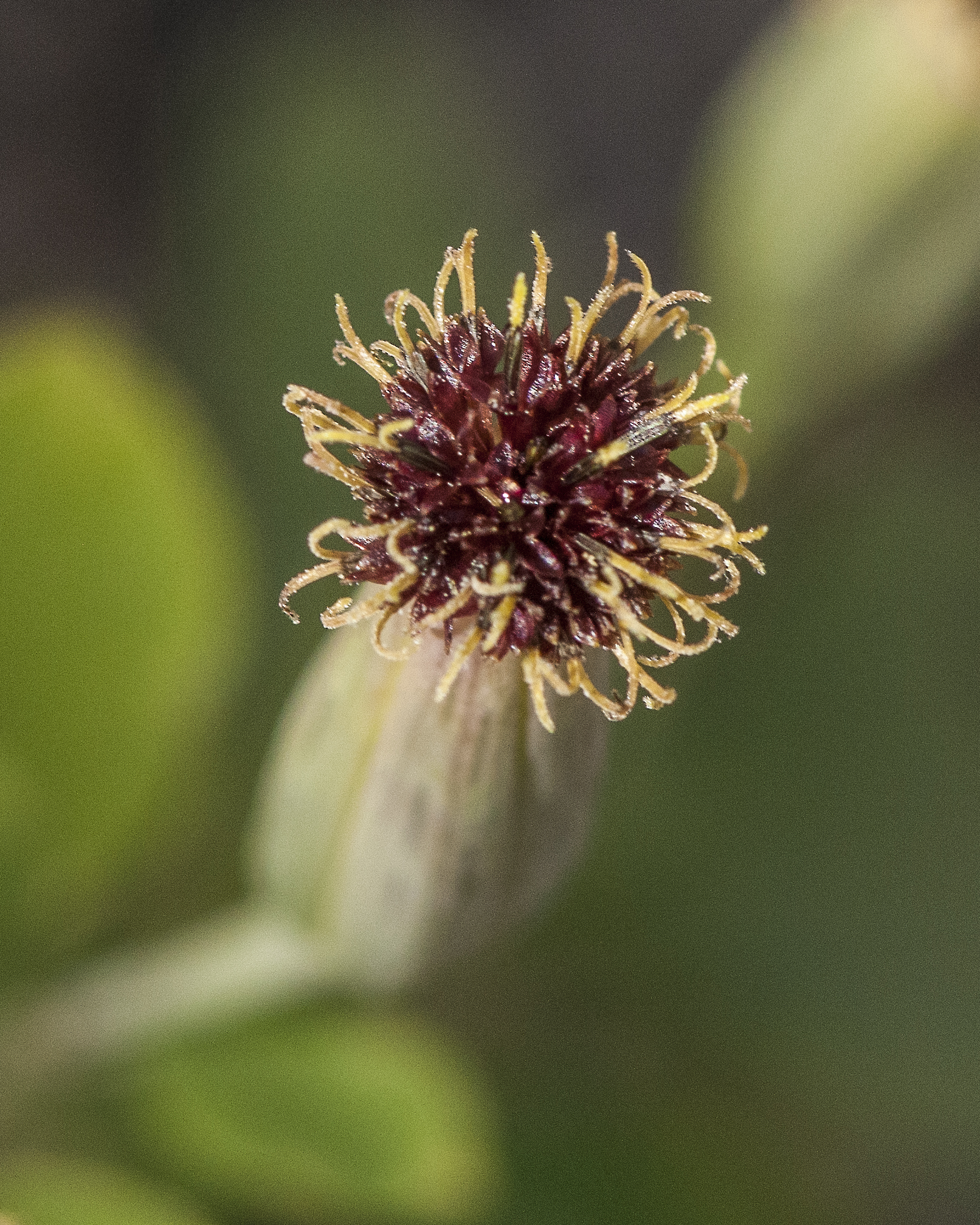 Yerba Porosa Flower