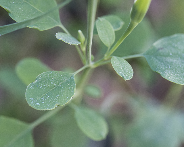 Yerba Porosa Leaves