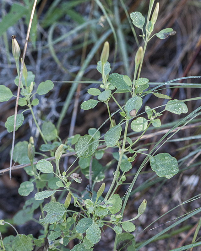 Yerba Porosa Plant