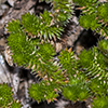 Arizona Spikemoss