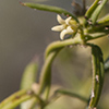 Thumb: Arizona Swallowwort