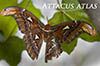 Thumb: Atlas Moth