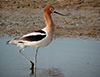 Thumb: American Avocet