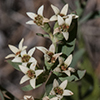 Bastard Toadflax