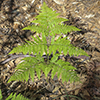 Thumb: Bracken Fern