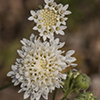Broad-Flower Pincushion