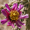 Thumb: Cane Cholla