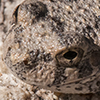 Canyon Tree Frog