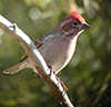 Thumb: Cassin's Finch